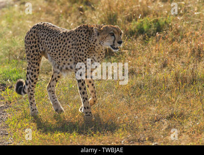 Ghepardo Acinonyx jubatus sottile femmina e affamati e predator con macchie nere a piedi erba savana Masai Mara riserva nazionale del Kenya Africa orientale Foto Stock