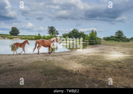 Mare e puledro nella nuova foresta, Hampshire, Inghilterra Foto Stock