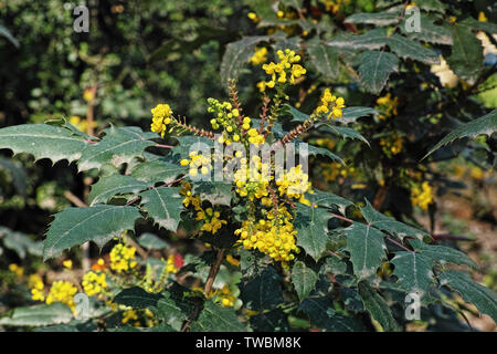 Impianto di oregon uva carità in fioritura, mahonia x media della carità Foto Stock