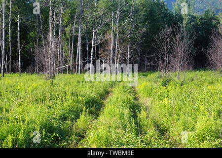 La ricrescita (in primo piano) della foresta nel 2011 tre mesi +/- dopo una combustione controllata lungo l Autostrada Kancamagus nelle White Mountains, New Hampshire US Foto Stock