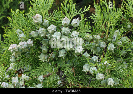 Coni e foglie di thuja orientale Foto Stock