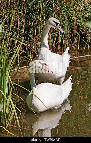 Coppia di cigni sulla riva di un laghetto Foto Stock