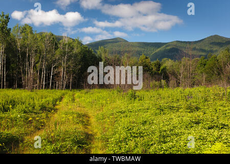 La ricrescita (in primo piano) della foresta nel 2011 tre mesi +/- dopo una combustione controllata lungo l Autostrada Kancamagus nelle White Mountains, New Hampshire US Foto Stock