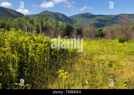 La ricrescita (in primo piano) della foresta nel 2011 tre mesi +/- dopo una combustione controllata lungo l Autostrada Kancamagus nelle White Mountains, New Hampshire US Foto Stock