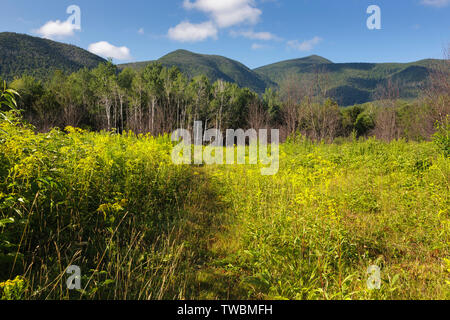 La ricrescita (in primo piano) della foresta nel 2011 tre mesi +/- dopo una combustione controllata lungo l Autostrada Kancamagus nelle White Mountains, New Hampshire US Foto Stock