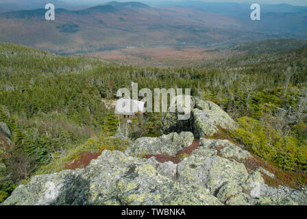 Guardando verso il basso sulla manopola grigia cabina da un si affacciano lungo Lowe's percorso nel nord gamma presidenziale nel White Mountain National Forest di nuovo prosciutto Foto Stock