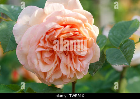 Fiore rosa albicocca nel giardino in una giornata di sole. David Austin Rose Charles Austin Foto Stock