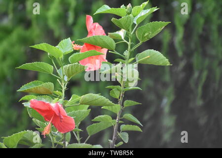 Rosso di fiori di ibisco su uno sfondo verde. Nel giardino tropicale Foto Stock