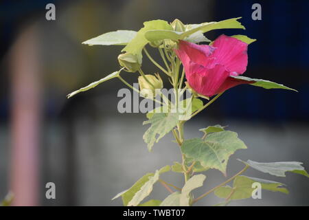 Fiore rosso fiorisce al giardino. cercando incredibile Foto Stock