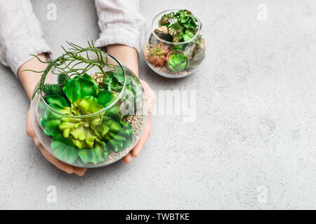 Donna di mani mini giardino succulente in vetro vaso florarium al sottofondo in cemento, copia dello spazio. Mini concetto di giardino Foto Stock