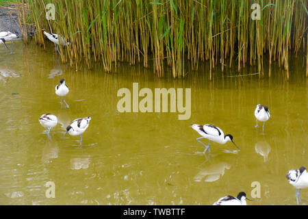 Wasservogel Säbelschnäbler mit dünnem Schnabel Wasser im Foto Stock