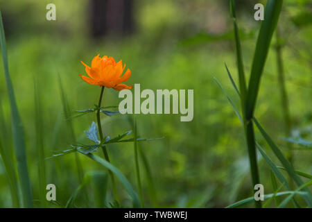 Fiori arancioni trollius Foto Stock