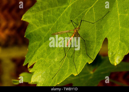 Gru fly visto in appoggio su una foglia, prendisole di se stessa per ottenere caldo. Foto Stock
