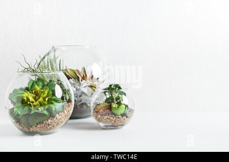 Florarium vetro vasi con le piante succulente e piccoli cactus in vasi su sfondo concreto, copia dello spazio. Home piante da interni concetto Foto Stock