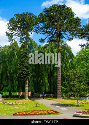 Una donna a piedi nei giardini ornamentali ammirando il gigante Araucaria o Monkey Puzzle alberi a Sewerby Hall Bridlington East Yorkshire Foto Stock