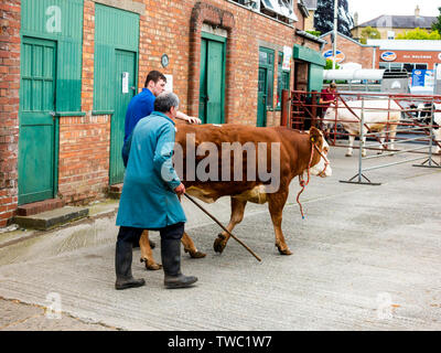 Due bovari portando un giovane brown bull per l'ingresso dell'anello di aste al mercato del bestiame a Malton North Yorkshire Foto Stock