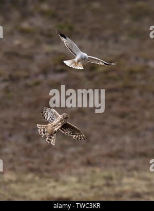 Una coppia di gallina (Harriers Circus cyaneus) eseguire una drammatica cibo passano prima femmina ritorna al nido con la preda, North Uist, Ebridi Esterne, Scozia Foto Stock