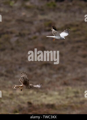 Una coppia di gallina (Harriers Circus cyaneus) eseguire una drammatica cibo passano prima femmina ritorna al nido con la preda, North Uist, Ebridi Esterne, Scozia Foto Stock