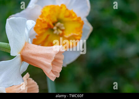 Narciso, noto anche come Daffodil o Daffadowndilly, narcisi e Jonquil. Pesca e bianco con Giallo e Bianco in background Foto Stock