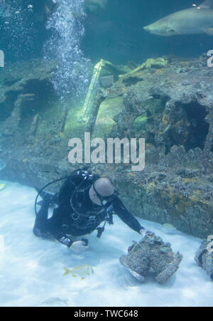 Scuba Diver acquario di pulizia presso la North Carolina Aquarium Isola Roanoke Manteo Foto Stock