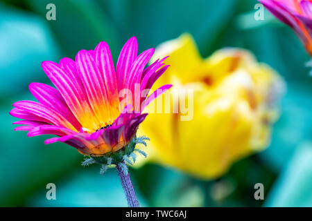 Viola e arancione africana di Margherita con Tulipano giallo in background- Osteospermum. Foto Stock