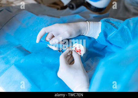 Pet chirurgo oftalmologo facendo difficile operazione sul cane ferito occhio. Foto Stock