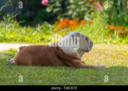 Un potente maschio anziano Bulldog inglese con un look deadpan verranno da sole luminoso in ombra. Dietro una luminosa sfocare lo sfondo con Foto Stock