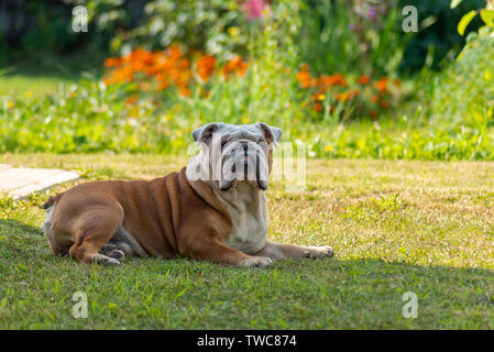 Un potente maschio anziano Bulldog inglese con un look deadpan verranno da sole luminoso in ombra. Dietro una luminosa sfocare lo sfondo con Foto Stock