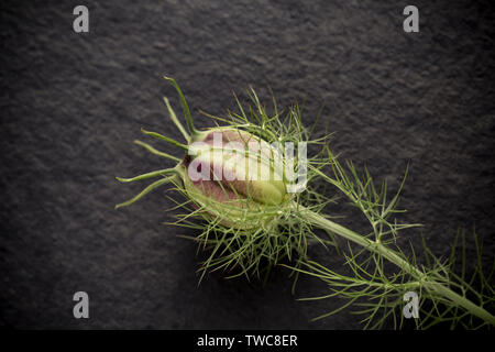 Il verde, la maturazione di capsule di semi di Nigella Damascena, noto come amore-in-un-mist, fotografati contro un ardesia scuro dello sfondo. Il Dorset England Regno Unito GB Foto Stock