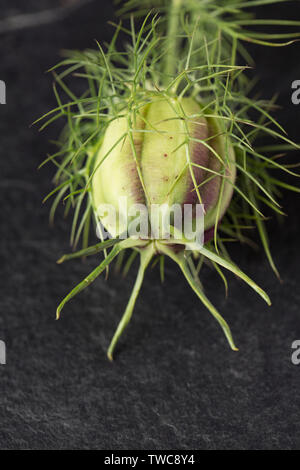 Il verde, la maturazione di capsule di semi di Nigella Damascena, noto come amore-in-un-mist, fotografati contro un ardesia scuro dello sfondo. Il Dorset England Regno Unito GB Foto Stock