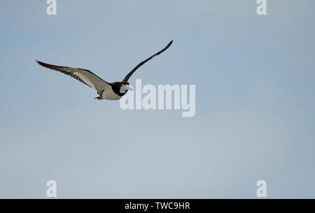 Stati Uniti: Giugno 19, 2017: American oystercatcher, Haematopus palliatus feed feed sulle spiagge dell'estremità nord della isola Ocracoke, Nord Caro Foto Stock