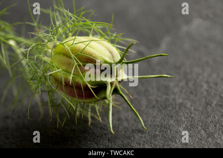 Il verde, la maturazione di capsule di semi di Nigella Damascena, noto come amore-in-un-mist, fotografati contro un ardesia scuro dello sfondo. Il Dorset England Regno Unito GB Foto Stock