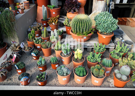 Cacti in bicchieri su una tavola display per la vendita in un vivaio vicino a Matosinhos Porto Portogallo Europa KATHY DEWITT Foto Stock