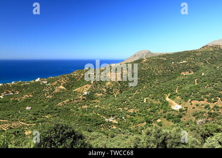 Le piantagioni di olive in creta ,Grecia, Europa Foto Stock