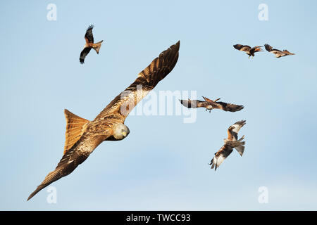 Gregge di Red kites in volo, Chilterns, Oxfordshire, Regno Unito. Foto Stock