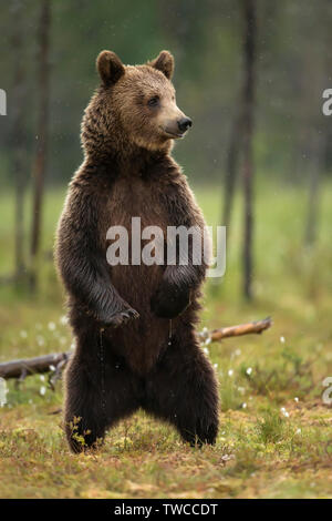 Close up Eurasian l'orso bruno (Ursus arctos arctos) in piedi sulle zampe posteriori per una migliore vista dei dintorni nella foresta finlandese. Foto Stock