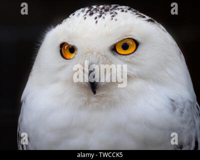 Femmina civetta delle nevi Bubo scandiacus captive Foto Stock