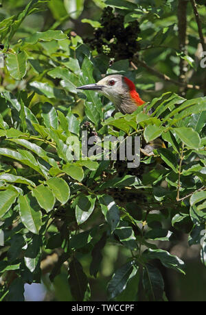 Picchio giamaicano (Melanerpes radiolatus) femmina adulta nella struttura ad albero fruttifero Giamaica Novembre Foto Stock