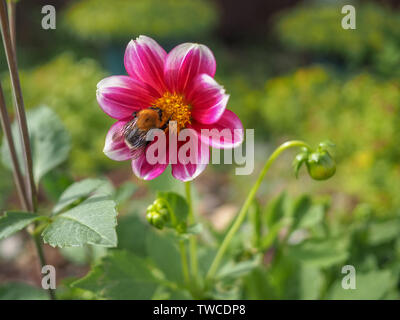 Bumblebee raccoglie il nettare da una peonia rosa in fiore i raggi del sole al mattino Foto Stock