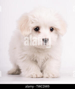 Ritratto di cane maltese guardando la telecamera isolato su bianco bakcground Foto Stock