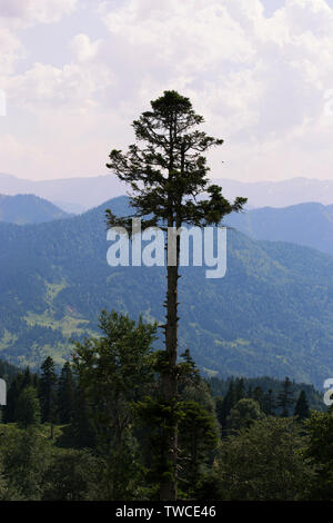 Silhouette di pino alto contro lo sfondo delle righe della montagna. I pendii delle montagne sono coperti da foreste. Le nuvole nel cielo blu Foto Stock