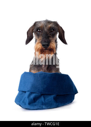 Dolce cinghiale senior mini wirehair cane bassotto, seduto rivolto verso la parte anteriore in blu sacchetto in velluto. Cerca sfacciato verso la lente. Isolato su sfondo bianco. Foto Stock