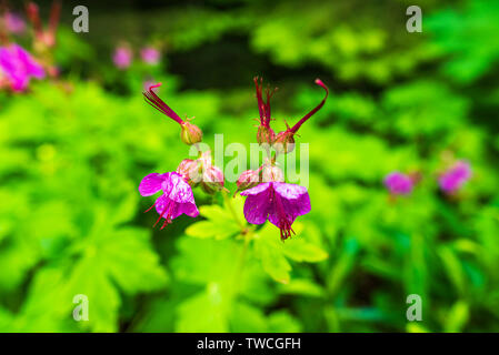 Green Geranium macrorrhizum in viola bloom (noto anche come bigroot geranio) Foto Stock