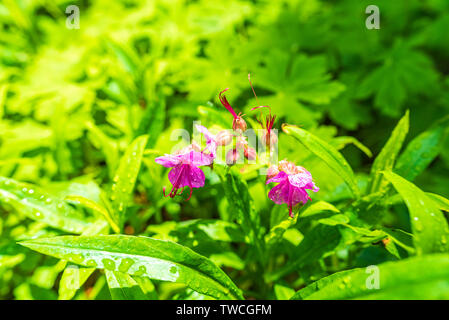 Green Geranium macrorrhizum in viola bloom (noto anche come bigroot geranio) Foto Stock