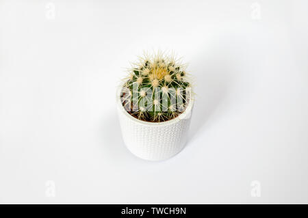 Golden barrel cactus con picchi di giallo in pentola bianco isolato su sfondo bianco. Concetto minimalista Foto Stock