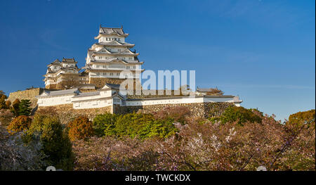 Il castello di Himeji con il blu del cielo sopra e fiore di ciliegio alberi al di sotto, illuminata da un caldo pomeriggio ligth. Foto Stock