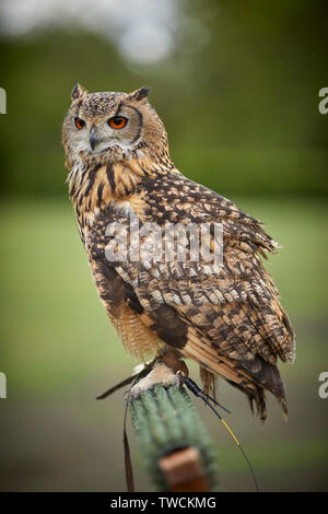 Indian il gufo reale chiamato anche il rock il gufo reale o il Bengala il gufo reale, è una specie di grande gufo cornuto limitato al subcontinente indiano Foto Stock