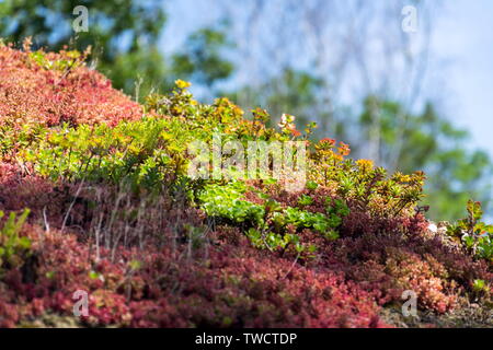 Clorful vivere verde ampia sod dettaglio del tetto coperto di vegetazione prevalentemente stonecrop effeminato, soleggiata giornata estiva Foto Stock