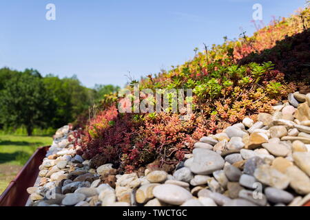 Clorful vivere verde ampia sod dettaglio del tetto coperto di vegetazione prevalentemente stonecrop effeminato, soleggiata giornata estiva Foto Stock