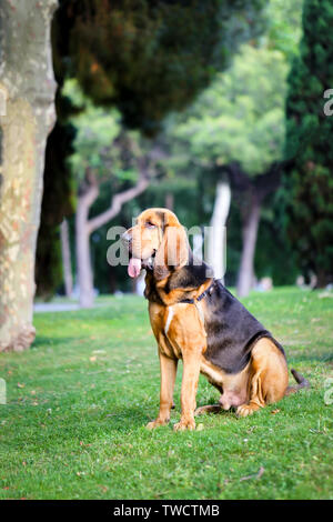 Un bel giovane bloodhound siede su un prato verde su una soleggiata giornata estiva. Foto Stock